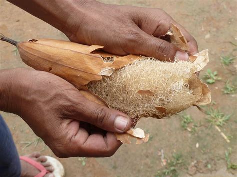 The Luffa / loofah skincare benefits - Doria Adoukè