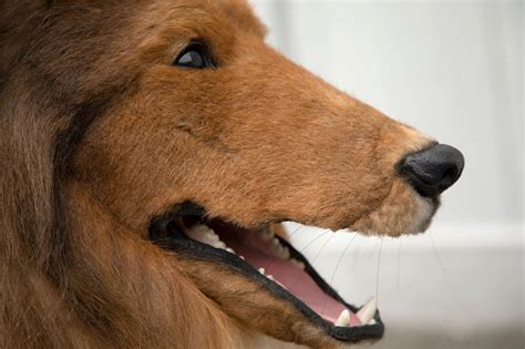 man   dog meaning