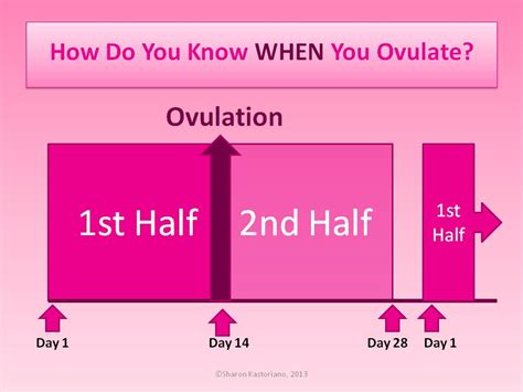 how to calculate when you ovulate