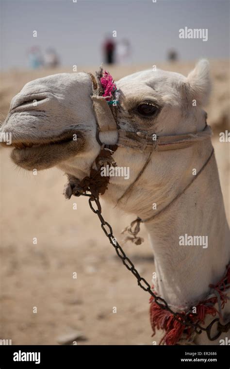 Camel in the Sahara desert Stock Photo - Alamy