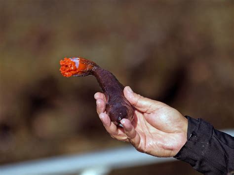 10 Most Bizarre Foods in the World : Bizarre Foods : TravelChannel.com ...
