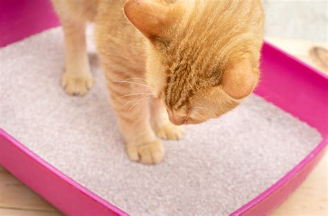 9 Narrow Litter Boxes Perfect for Small Spaces (All Under 15” Wide ...