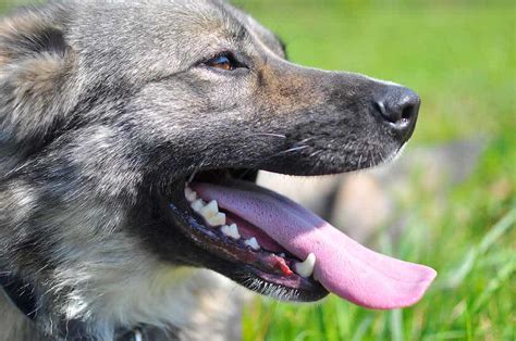 how to treat periodontal disease in dogs