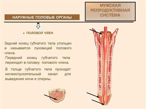 Репродуктивная система мужчины. Наружные половые органы - презентация ...