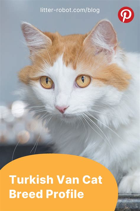 Turkish Van Cat Breed Profile | Litter-Robot