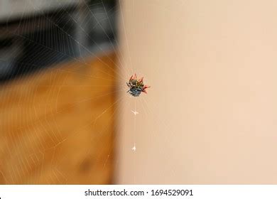 270 Gasteracantha cancriformis Images, Stock Photos & Vectors ...