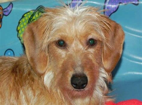Wire hair dachshund | Golden retriever, Dachshund, Retriever