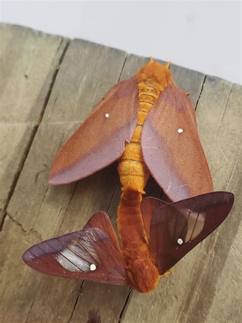 Ha "insect porn" : r/InsectPorn