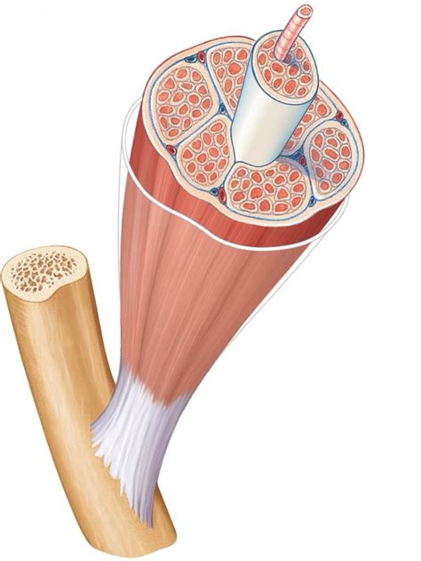 tissues and organs of the skeletal system Diagram | Quizlet