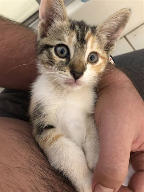 Cutest Kitty : r/aww
