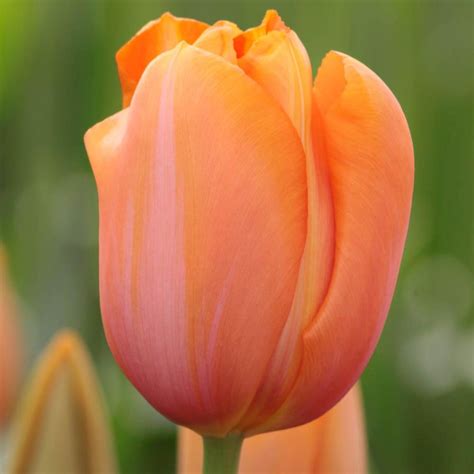 Tulip Parrot King - 10 bulbs - Longfield Gardens