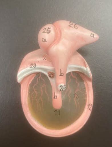 Tympanic membrane structures Diagram | Quizlet