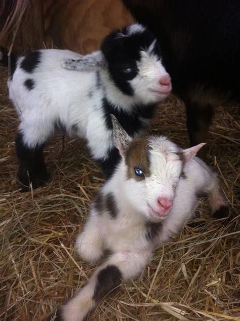 1000+ images about Cute baby goats on Pinterest