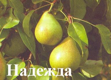 Купить Груша "Надежда" Садоград 2хлетние саженцы — интернет-магазин ...