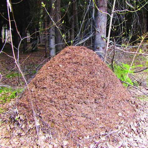 4 The ant-hill of red wood ants Formica aquilonia (Photo by Olga ...