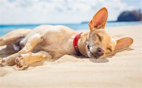 how to cool off a dog in hot weather