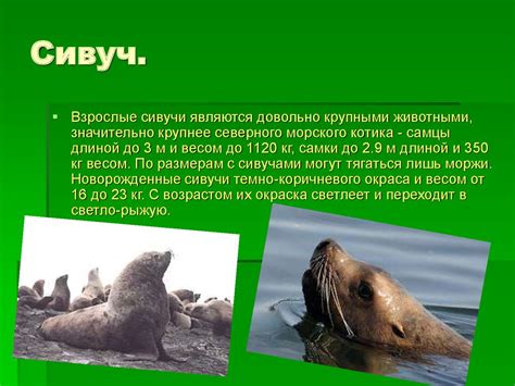 Ластоногие. Общая характеристика ластоногих - презентация онлайн