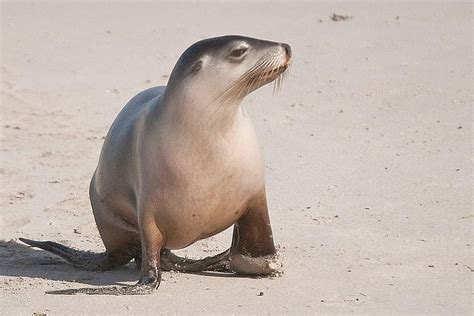 2023 2-Day Kangaroo Island 4WD Small-Group Tour from Adelaide