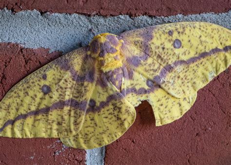 I know nothing about moths, but this guy stopped by today and I decided