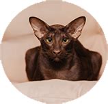 Oriental Shorthair: Personality, Diet, Grooming, Training | Petplan