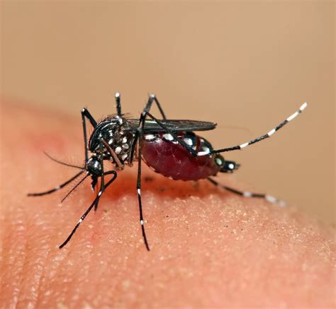 Imagem Do Aedes Aegypti - .: Imagens do mosquito Aedes aegypti visualizadas na aula de hoje