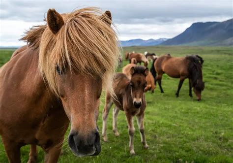 Icelandic Horse Breed: Care, Cost & History (2024) | Horses Only