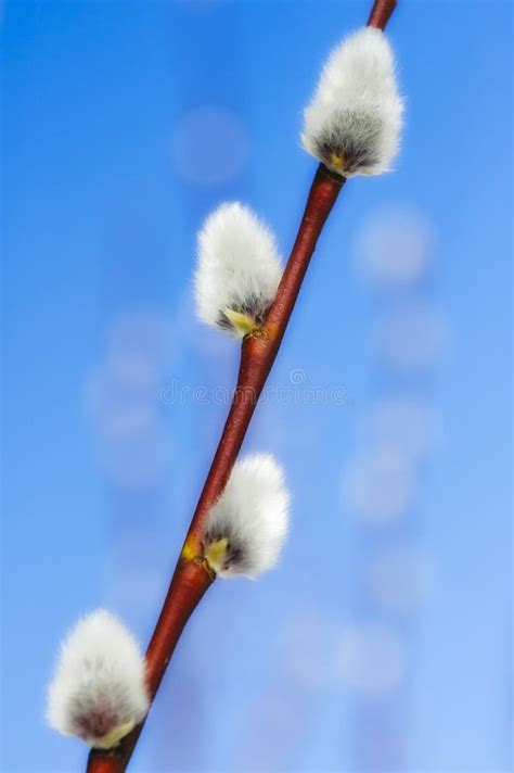 Catkin stock photo. Image of season, white, beauty, decoration - 22509344