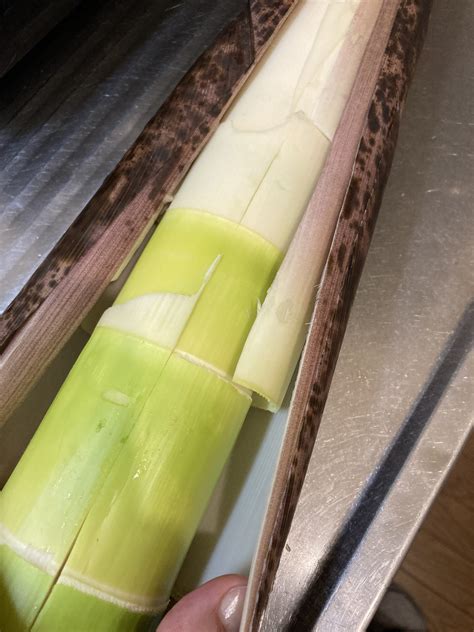 旬のひと時を味わう真竹！ | 自家製干し野菜と乾物レシピ ねこ杓食堂