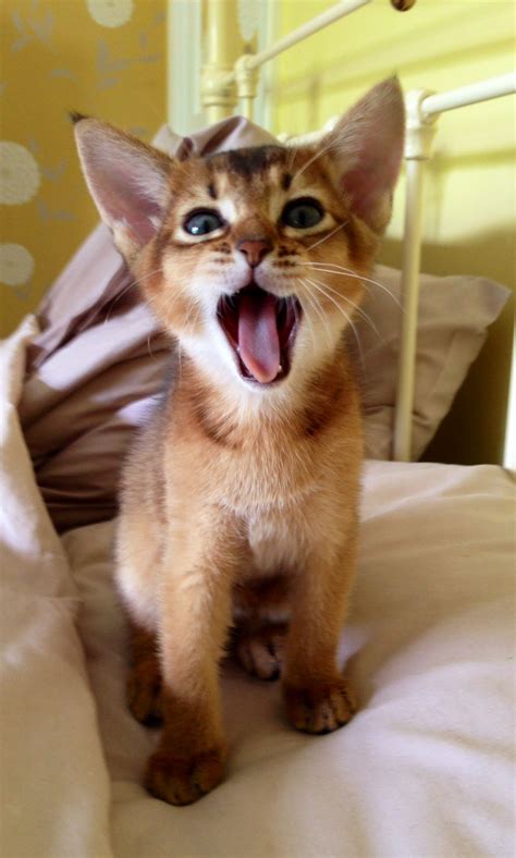 Discover 150 Abby Cats and cats ideas | abyssinian cats, beautiful cats