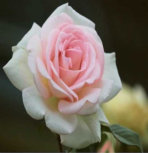 Саженец Роза Канина (Rosa Canina) купить в Москве по низкой цене из ...