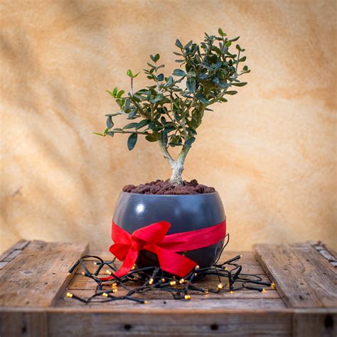 Mini maslina – Skink