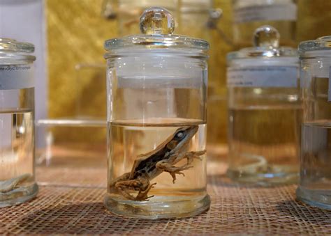 Formaldehyde Jar DAVE LOWE DESIGN The Blog: 24 Days 'Til Halloween