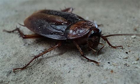 Especialidade De Animais Noturnos