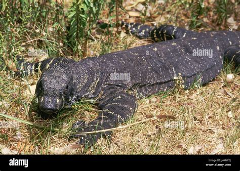 Buntwaran, Varanus varius Australia, Mallacoota, animal, animals ...