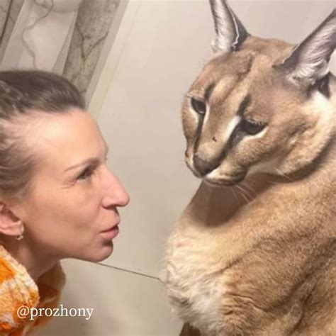 Caracal Gregory Loves Hugging : Big Floppa Gosha in 2023 | Caracal ...