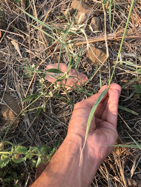 Andropogon hallii (Introduced) – eFlora of India