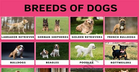 dog breeds  types  dogs  cool facts esl