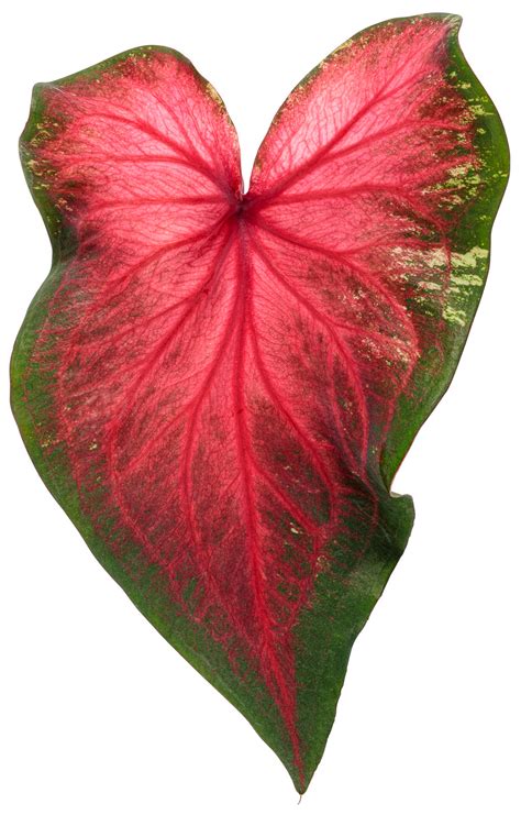 Heart to Heart® Heart's Delight Caladium | Plant Addicts