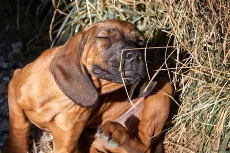 My Dog Won’t Stop Itching: 5 Reasons Why This Happens | Misfit Animals