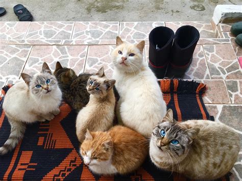 Au venit colindatori! : r/Romania