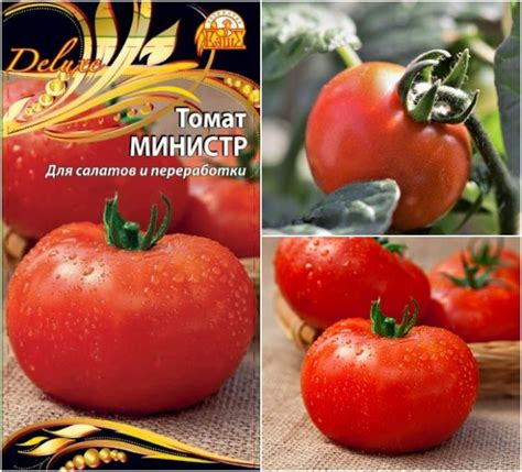 Какие сорта овощей и зелени стоит посадить в сезоне 2022 | Новости ...