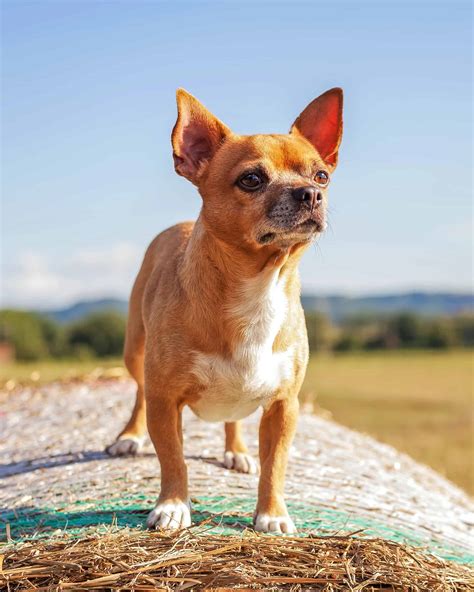Chihuahua Mixes: 53 Cutest Crossbreeds You'll Want to Adopt!