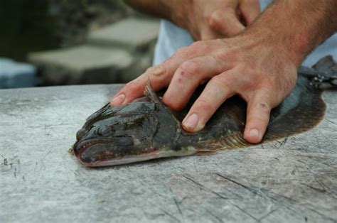 As 4 Razões Para Evitar o Peixe Solha | Dicas de Saúde