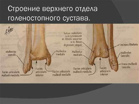 АНАТОМИЯ И БИОМЕХАНИКА ГОЛЕНОСТОПНОГО СУСТАВА Голеностопный