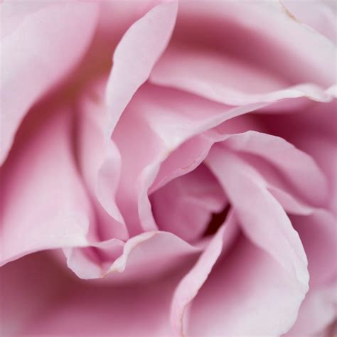 Shop Davidoff Cool Water Sea Rose Summer Edition 2019 EDT For Women