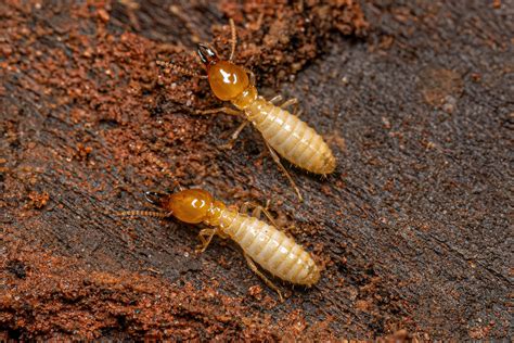 Formosan Termites: A Comprehensive Guide to Identification and Control