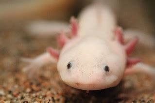 Ambystoma mexicanum | This is a picture of Ambystoma mexican… | Flickr