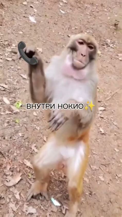 Айфон🫤 #шортс #monkey #signa #рек #а4лох #монке #animals #funny #memes ...