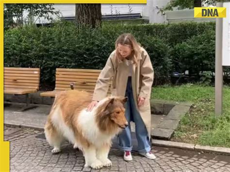 Remember Japanese man, who spent Rs 12 lakh to become a dog, doesn't ...