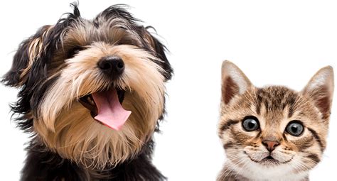 Pet Companionship with Adorable Dogs and Cats Free Clipart | PNG All